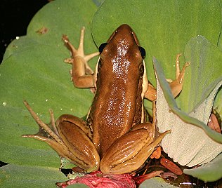 Weisslippenfrosch, Hyiarana galamensisgalamnensis, Galam Golden Backed Frog